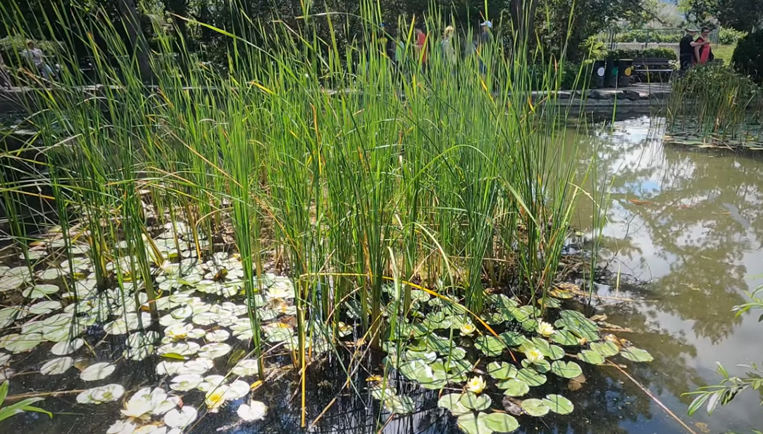 Japanse Tuin